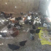جوجه گل پایگانی