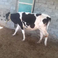 گاوماده|حیوانات مزرعه|بندرعباس, |دیوار