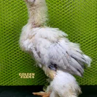 جوجه برهما 1ماهه|حیوانات مزرعه|هشتگرد, شهرک ولیعصر (مصلی)|دیوار