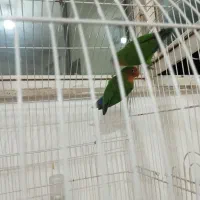 دو عدد طوطی برزیلی|پرنده|بومهن, |دیوار
