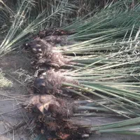 نخل پیارم اماده کاشتن ۱۵۰تاعدد ارسال به سراسر کشور|خدمات باغبانی و درختکاری|جهرم, |دیوار