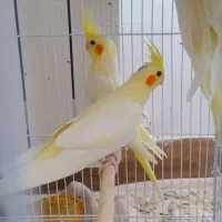 جوجه عروس هلندی