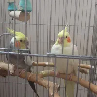 عروس هلندی مولد نر و ماده