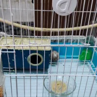 یک جفت مرغ عشق دستی|پرنده|ری, شهید غیوری (ابن باویه)|دیوار