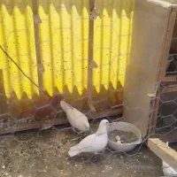 جفت پلاکی سفید