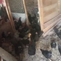 فروش مرغ خوس زینتی