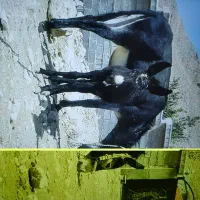 فروش الاغ ماده با کره ماده