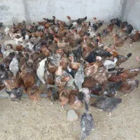 تعدا مرغ تخمگذار