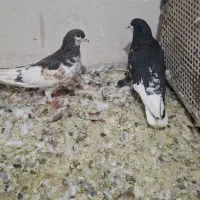 نروماده شهری راست سیاه گل سرخ یال قهوه ای گل زرد|پرنده|شیراز, میانرود|دیوار