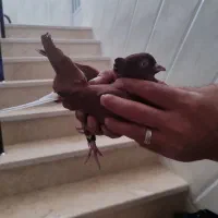 کفتر|پرنده|زارچ, |دیوار