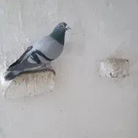 تعدادی مولد اصلی پلاکی آردن و ونروی و جانسون