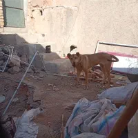 توله هشت ماهه