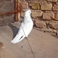 سرور تهرونی|پرنده|میبد, |دیوار