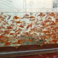 ۲۰۰عددماهی گلفیش به مبلغ ۱۰ هزار تومان