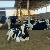 کره محلی دووغی