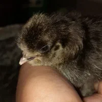 جوجه و نوچه مرندی و لهستانی