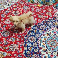 سگ شیتزو وپامر