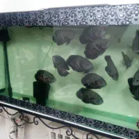 ماهی اسکار درشت و جوان|ماهی|تهران, اتابک|دیوار