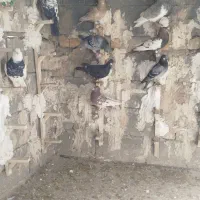 کبوتر|پرنده|همایجان, |دیوار