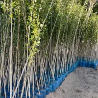 وقـتشه بـاغـت رو جــدی شـروع کنی