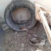 سلام یک عدد قوغاز|حیوانات مزرعه|چمران, |دیوار