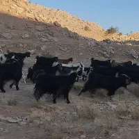 گله بزی جوان و سرحال برای فروش