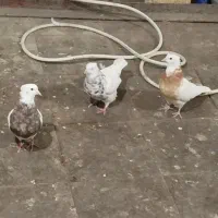 طوقی خفت
