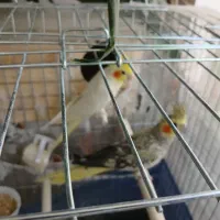 دو جفت عروس هلندی به همراه قفس طوطی تمام وسایل|پرنده|کرج, ساسانی (قلمستان)|دیوار