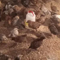 جوجه گلپایگان