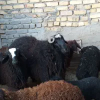 بره قوچ سیاه