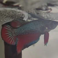 انواع فایتر درجه یک