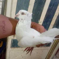 پرنده کبوتر|پرنده|بندر امام خمینی, |دیوار