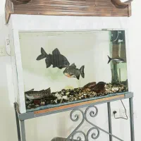 آکواریوم با ماهی و لوازم