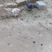 فروش کفتر