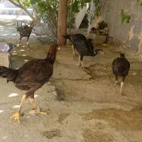 جوجه لاری|حیوانات مزرعه|کرمانشاه, |دیوار