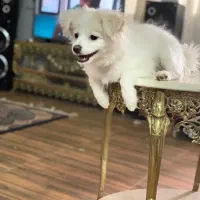 قبول و سرپرستی سگ و گربه