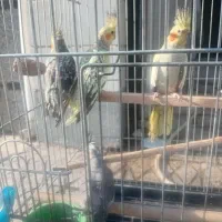 شش عدد عروس  هلندی  سالم وسرحال