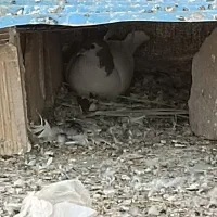 کبوتر جفت و تکی با تخم  رنگی پلاکی درجع یک