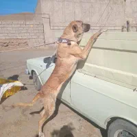 سگ نگهبان واگذاری خراسانی