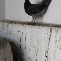 کفتر جوجه پلاکی