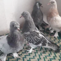 کبوتر ترکیه آبی تاکلا