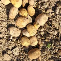 سیب زمینی بذری