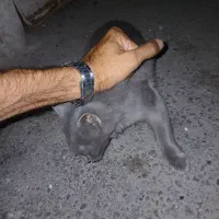 گربه