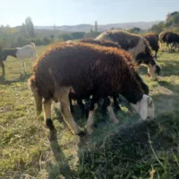 گوسفند.قوچ|حیوانات مزرعه|سیلاخور, |دیوار