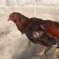خروس لاری اصیل