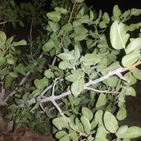 فروش کود مایع مرغی برای رشد وسبزینگی چشمگیر گیاه