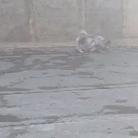 سگ پامر ماده