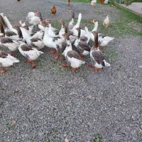 غاز نر وماده محلی