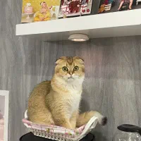 گربه اسکاتیش فولد