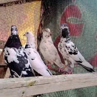 کبوتر سنگین